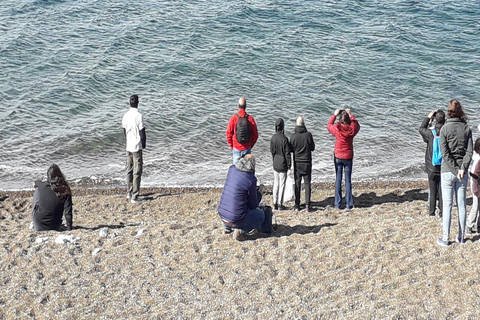 Puerto Madryn: El Doradillo Whale Watching Tour with Pickup