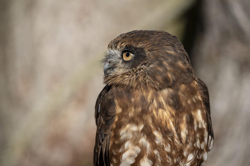 Entry to York Birds of Prey Centre for Two Adults and Two Children