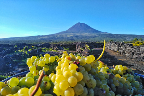 Full Day Wine & Food Tour - Pico Island