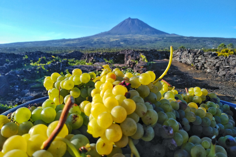 Full Day Wine & Food Tour - Pico Island