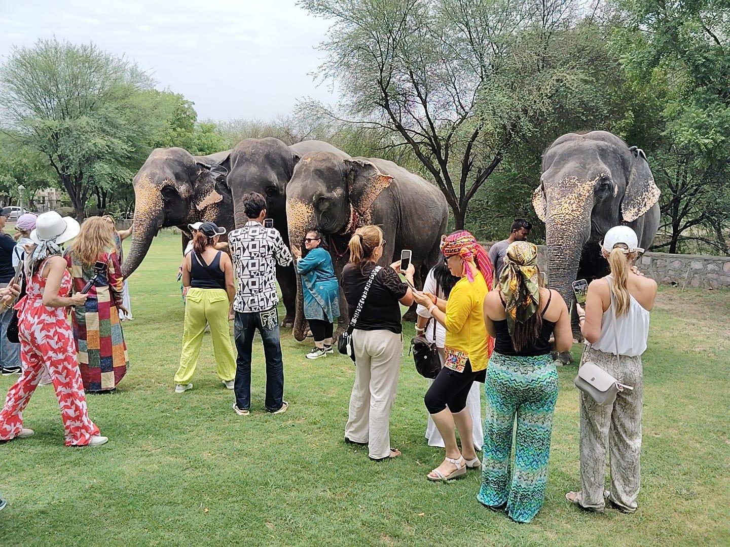 Von Agra aus: SOS Elephant Conservation & Bear Rescue Tagestour
