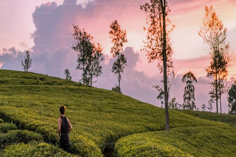 Sri Lanka: 12-Day Scenic Adventure Tour