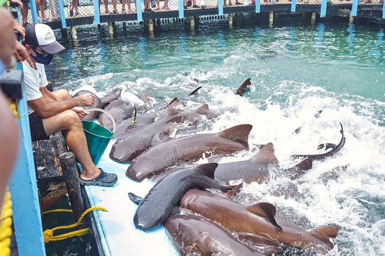 Cartagena: Basic tour of the islands, visit the aquarium and lunch in Baru OPTION BY SEA: Tour the islands, visit the aquarium and have lunch in Baru.