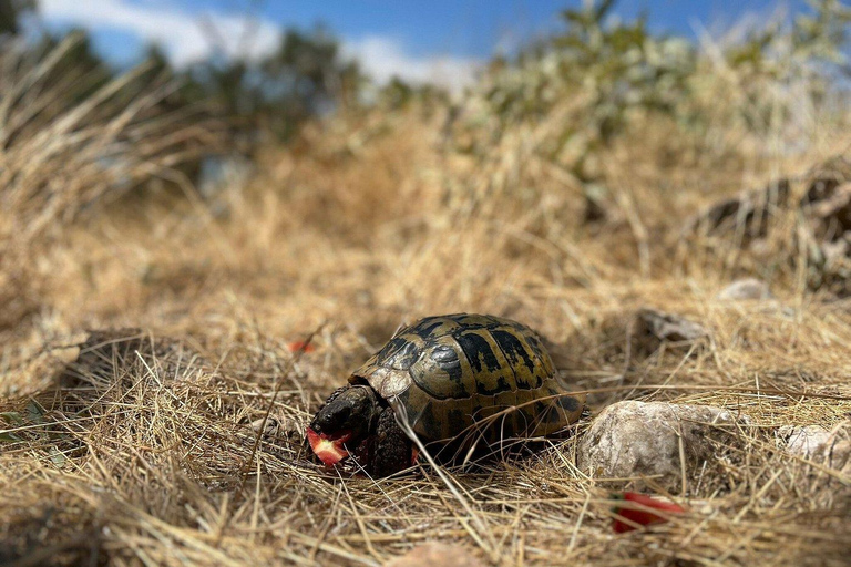 Day trip to Pelican Island on the Prespa Lake