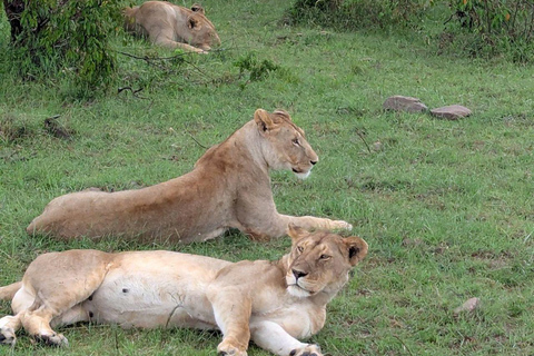 Nairobi: 3-Day epic trip to Maasai Mara Reserve with meals 3 days, 2 nights private safari to Mara in a tourist VAN