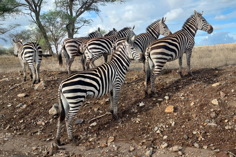 Nairobi: Guided Game Drive in Nairobi National Park