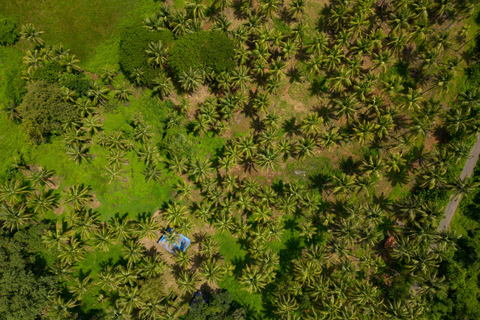 Nord de Goa : Village de Mulgao et culture de noix de coco