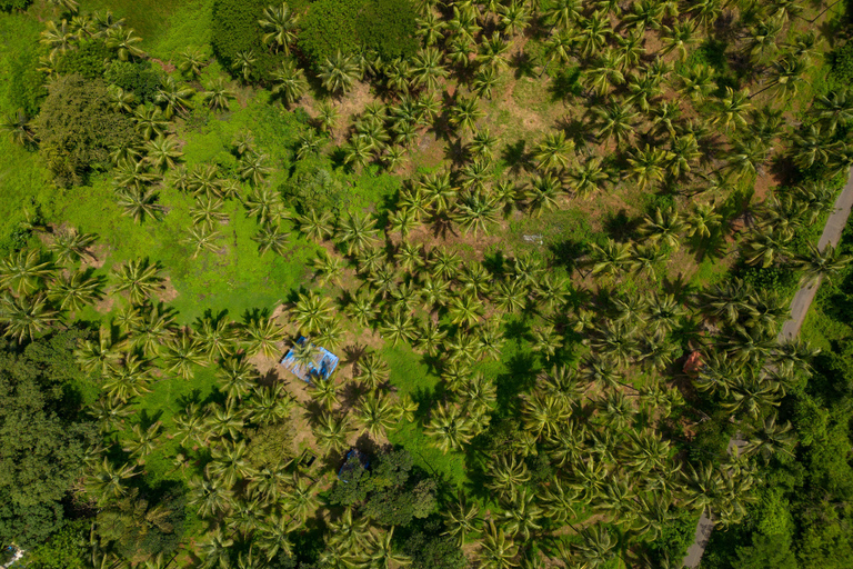 Nord de Goa : Village de Mulgao et culture de noix de coco