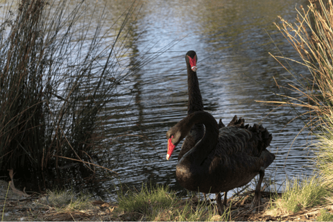 Unterschrift Bruny Island Tour - Hobart &amp; SE Tasmanien