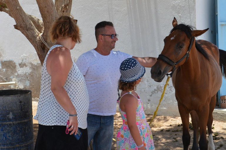 Hurghada: przejażdżka na wielbłądzie w obozie BADU, kolacja i obserwacja gwiazd