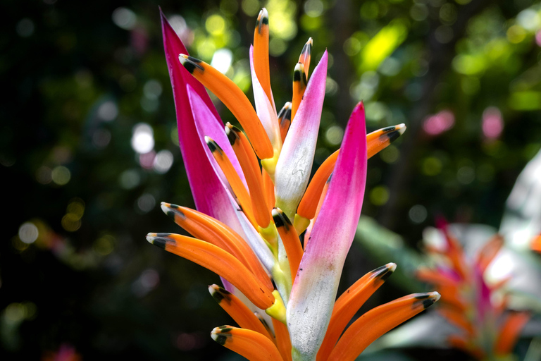 Z Huatulco: Egzotyczny ogród w ekoturystycznym ranczu i wizyta w punkcie widokowym.Z Huatulco: Egzotyczny ogród w ekoturystycznym ranczu i wizyta w punkcie widokowym