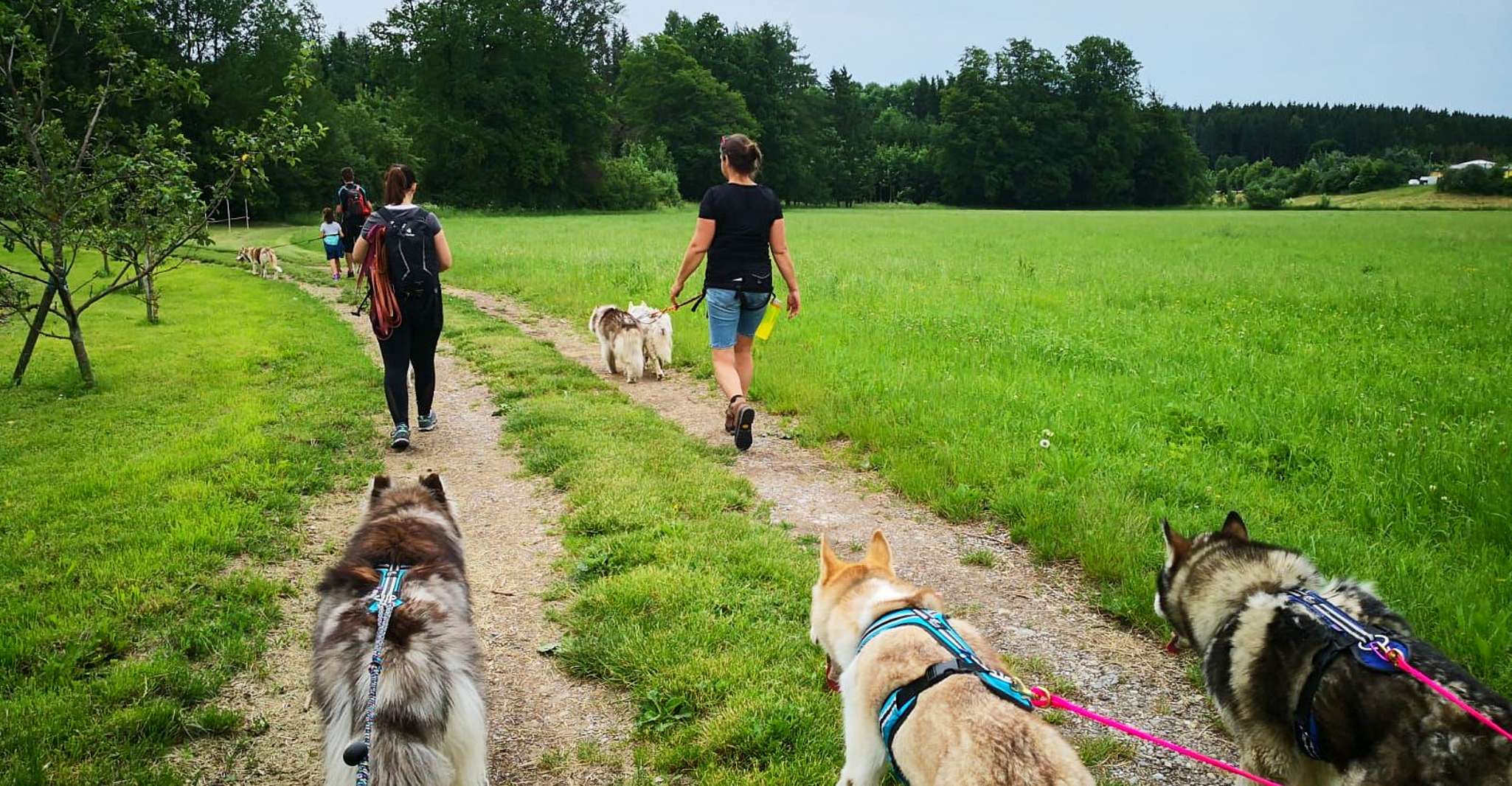 Unterallgäu, Wiedergeltingen Guided Hike with Huskies - Hizvo