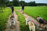 Unterallgäu, Wiedergeltingen Randonnée guidée avec Huskies - Hizvo