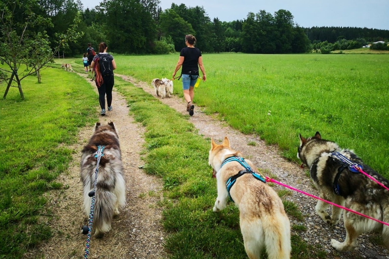 Unterallgäu: Wiedergeltingen begeleide wandeling met husky's