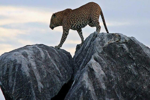 Parc national de Yala : Excursion privée d&#039;une journée en safari