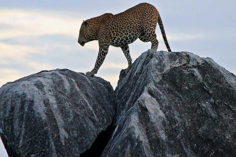 Parc national de Yala : Excursion privée d&#039;une journée en safari