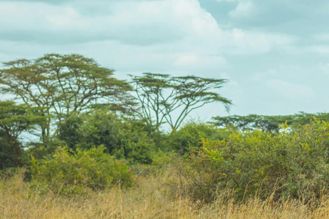 Nairobi: 5-Day Amboseli, Tsavo East & West Safari Tour