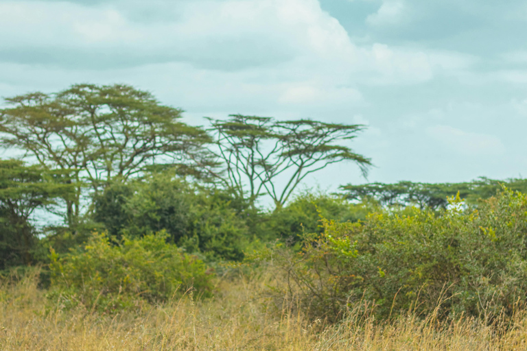 Nairobi: 5-Day Amboseli, Tsavo East & West Safari Tour