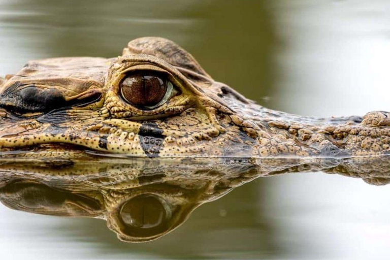 Puerto Maldonado: 6-Day Amazon Tour with Sandoval Lake