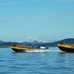 Vancouver, BC: Tour di avvistamento balene con guida