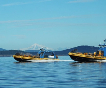 Vancouver, BC: Tour di avvistamento balene con guida