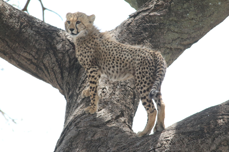 Cheap 2-night Serengeti Experience