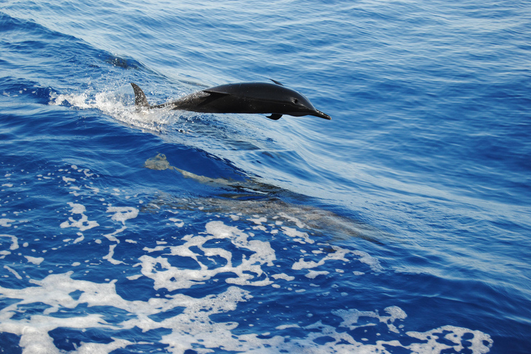 Hurghada: All-Inclusive Elite VIP Dolphin House & Massage Including Transfer from Hurghada