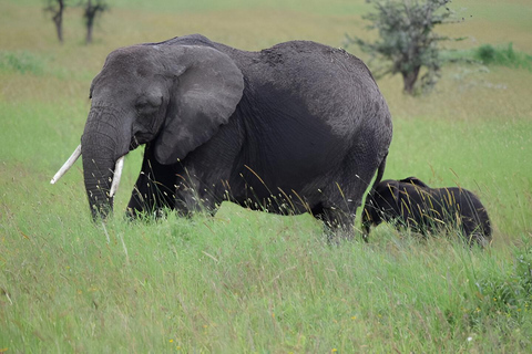 Ngorongoro krater: Dagsutflykt på safari