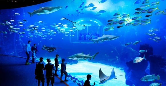 Gran Canaria: Poema del Mar Aquarium & Guayadeque Tour