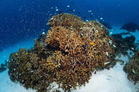 Phuket: Koh Racha Discovery Dive with Optional 2 or 3 Dives 3 Discovery Dives