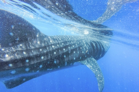 Whales Watching Tour Transfer - Galle, Unawatuna, Ahangama, Whales Watching Tour - Galle, Unawatuna, Ahangama, Weligama