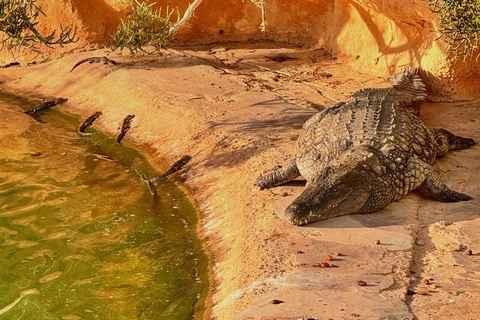 Djerba Explore: Crocodile Park & Lalla Hadria Museum Tour