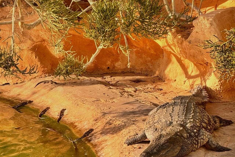 Djerba Explore: Crocodile Park & Lalla Hadria Museum Tour