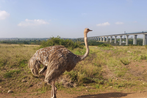 Nairobi National Park & Giraffe Centre Guided Tour
