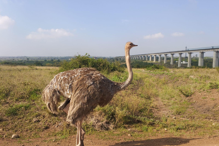 Nairobi National Park & Giraffe Centre Guided Tour