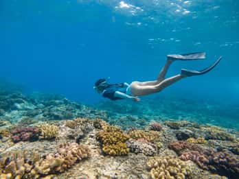 From Fajardo: Catamaran and snorkeling in Culebra Island with everything included