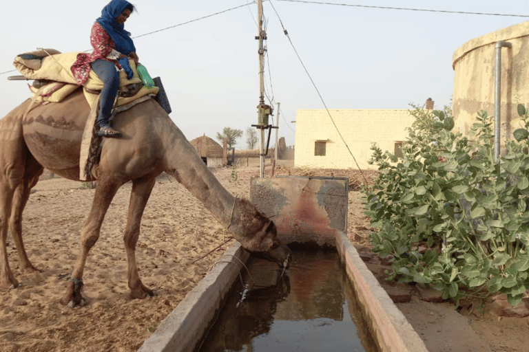 Nachtelijke kamelentocht in de woestijn van Jodhpur