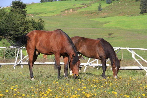 Entoto Horse Riding, Oromo Village & Nature Experience