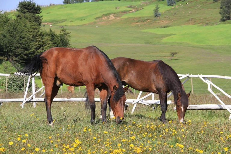 Entoto Horse Riding, Oromo Village & Nature Experience