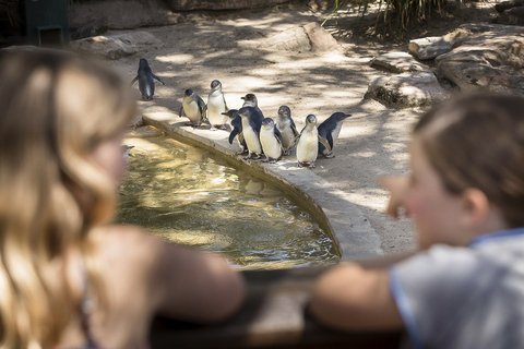 Zoológico de Adelaide: Ingressos gerais