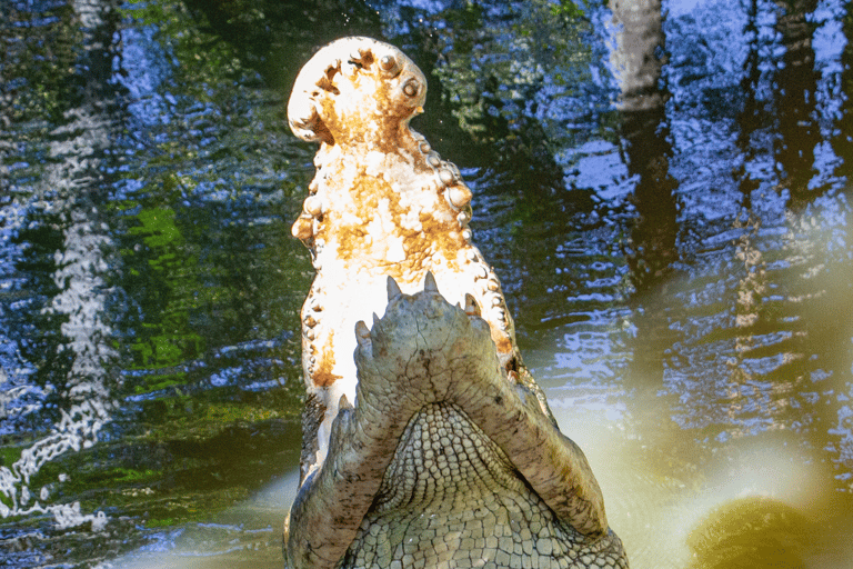 Port Douglas: Esperienza e ingresso al Wildlife Habitat Croc Feed