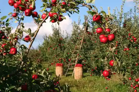 Corfu: Organic Farm and Olive Oil Tasting Tour