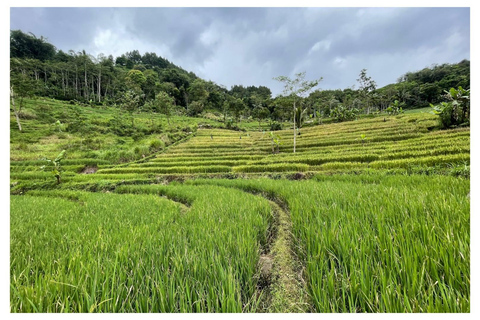 Rice Terraces Selogriyo Temple Private Tour