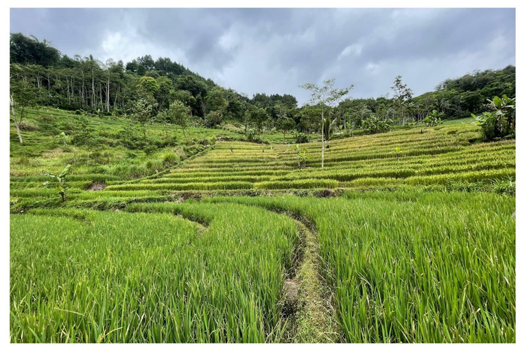 Rice Terraces Selogriyo Temple Private Tour