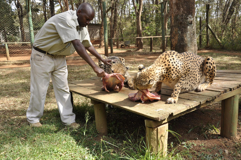 Nairobi Animal Orphanage, SafariWalk and Kenya Bomas Tour