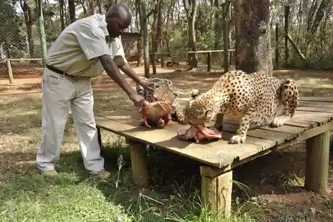 Orfanato de animais de Nairobi, SafariWalk e excursão aos Bomas do Quénia