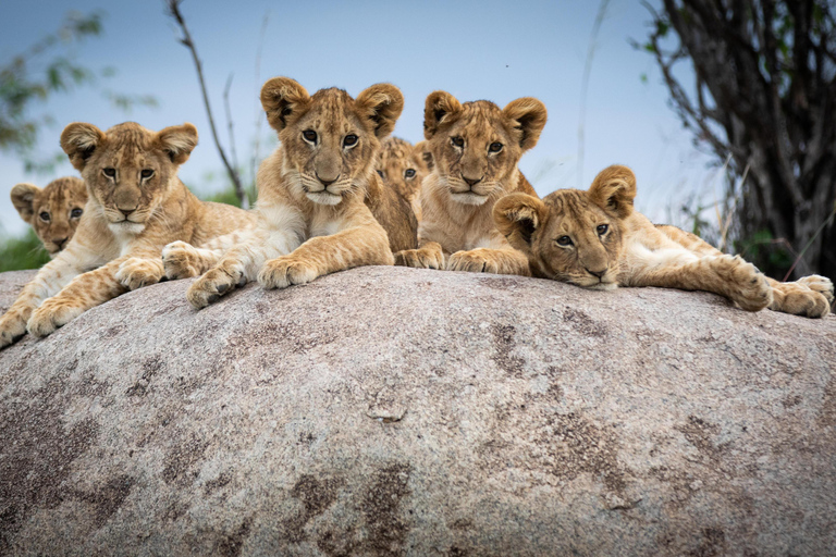 Au départ d'Arusha : safari dans le Serengeti, le Tarangire et le NgorongoroArusha : safari de 7 jours à Arusha, Tarangire et Serengeti