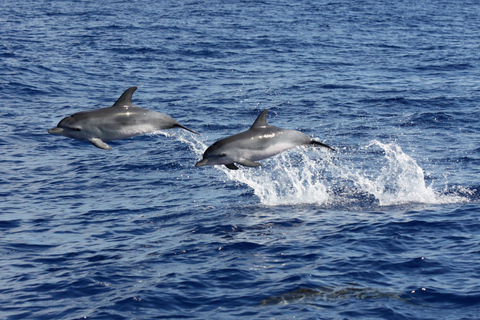 Funchal : observation de dauphins et baleines en catamaran