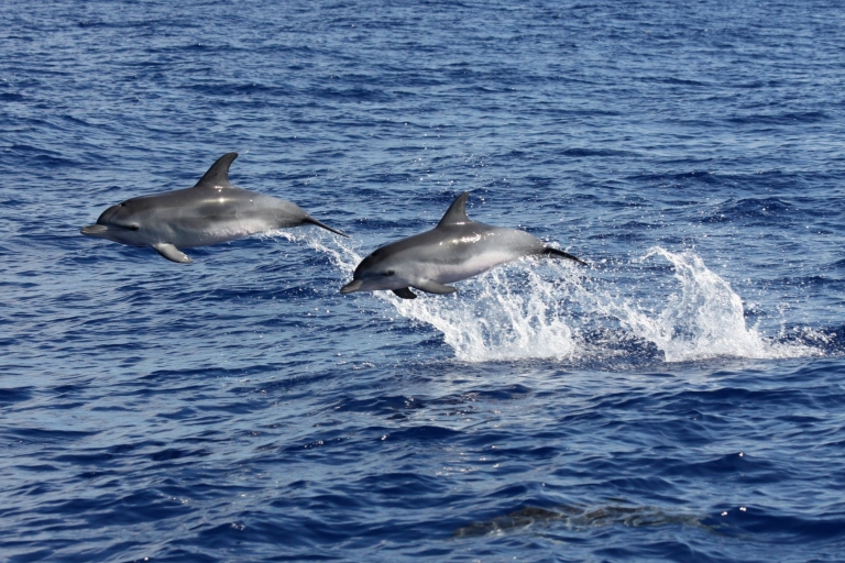 Funchal: dolfijn- en walvisspotten vanaf een luxe catamaran