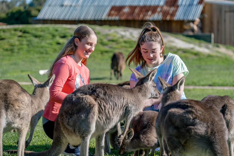 Melbourne: Tour della parata dei pinguini con giro in treno di Puffing Billy